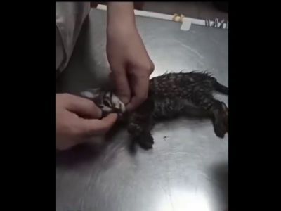 Заведено уголовное дело на якутянку, выбросившую с балкона котят