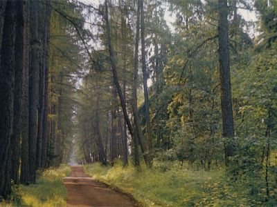 Посадки кедровой сосны, пихты, лиственниц