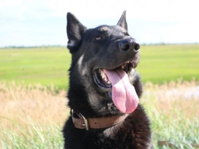 В Якутске служебная овчарка Фараон помогла раскрыть преступление