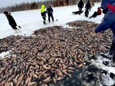 Началась знаменитая подледная рыбалка на карася -  «мунха»