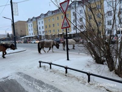 Из центра Якутска отогнали безнадзорных лошадей: владельца привлекут к ответственности