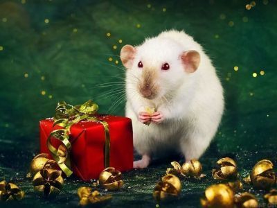 Чего ждать в Год Белой металлической крысы-2020: прогноз для всех знаков зодиака