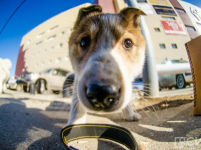 Усы, лапы, хвост: какие документы взять и что учесть при путешествии с питомцем