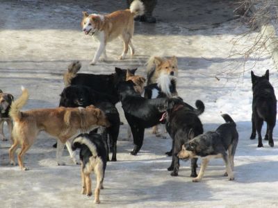 С начала года в Якутске зафиксировали 64 случая нападения бездомных собак на людей