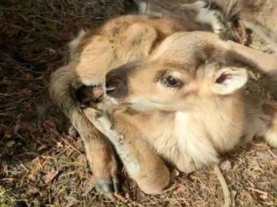 В стаде оленей, привезенных из Нелькана в Якутск, родился первый олененок