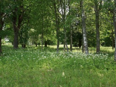 Усадебный парк