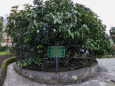 Сад-музей Дерева Дружбы
