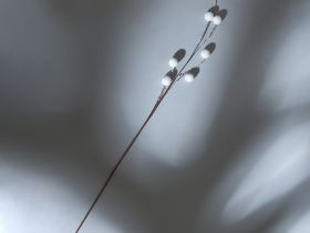 Ветвь Ramo di neve