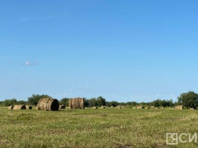 В Якутии заготовлено 80% от плана заготовки сена