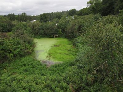 Ягодный питомник