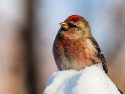 Комментарий дня. Ученый о возможных причинах массовой гибели птиц в северном селе Якутии