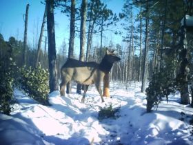 Изюбрь впервые попал в объективы камер в парке «Синяя» Горного улуса