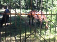 Зооуголок Детского парка