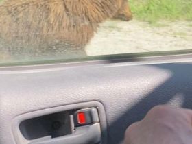 Фото: медведица с медвежатами выпрашивают у проезжающих еду на Колымской трассе