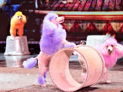 Билеты на Шоу зверей (Театр иллюзии) / Событие | Афиша | ИнфоТаймс