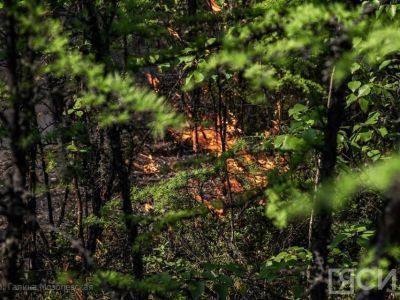 Эксперт: Якутский опыт борьбы с лесными пожарами актуален для всей страны
