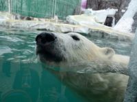 Зоосад «Приамурский» им. В. П. Сысоева