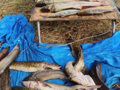 В Якутии против рыбака-браконьера возбудили два уголовных дела