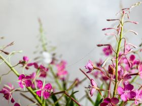 Якутянка создаёт из полимерной глины удивительно реалистичные цветы