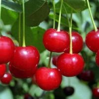 Вишня (Дюк) Краса Севера (подвой вишня Магалебская) (в сетке)