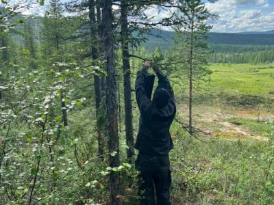 В Нерюнгринском районе ликвидировали жуков-усачей