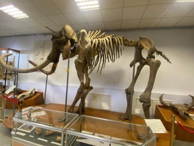 Эксперты обсудили продвижение образа мамонта как символа Арктики