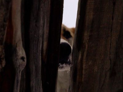 Безнадзорных хозяйских собак разместят в приют для животных Якутска