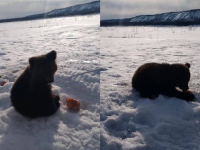 Одинокого медвежонка обнаружили на обочине дороги в Томпонском улусе Якутии. Фото и видео