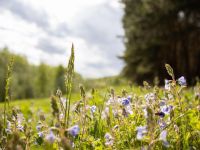 Парк «Городской лес»