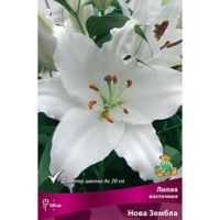 Лилия Восточная Нова Зембла (2 шт.)