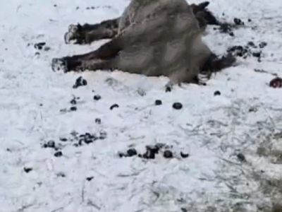 В Якутии собаки загрызли кобылу в родах, их владельцев привлекут к ответственности