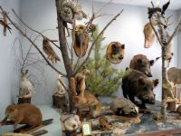 Тоцкий историко-краеведческий музей