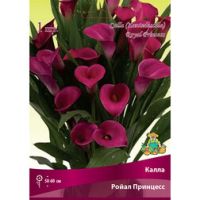 Калла Ройал Принцесс