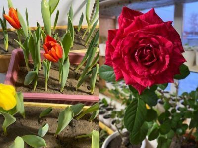 Фотофакт: жительница Горного района выращивает дома тюльпаны, лилии и розы