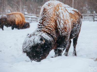 За 20 лет популяция лесных бизонов в Якутии выросла в 10 раз