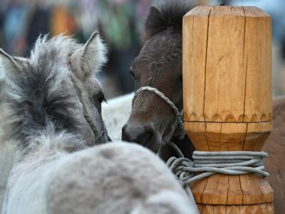 Якутия лидирует на Дальнем Востоке по поголовью лошадей