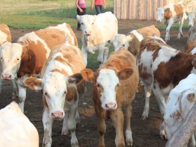 В Хангаласском районе Якутии построили животноводческий комплекс