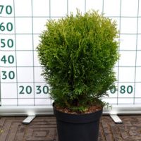 Туя западная Литл Гиант (С7,5 Н30-40)