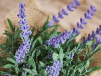 Цветок Uria II