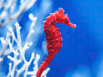 Москвариум