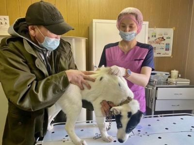 Управление ветеринарии Якутска поясняет, как и для чего нужно чипирование домашних животных