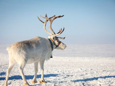 В Якутске 26-28 ноября состоится Северный форум по устойчивому развитию