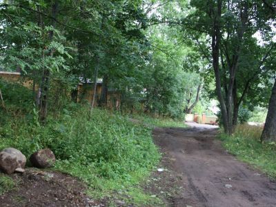 Посадки кедровой сосны, клена, вяза, лиственниц, пихт, дуба