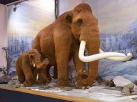 Хабаровский краевой музей им. Н. И. Гродекова