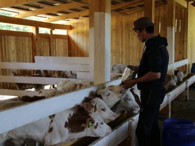 СХПК «Крестях» полноценно обеспечивает мясной и молочной продукцией