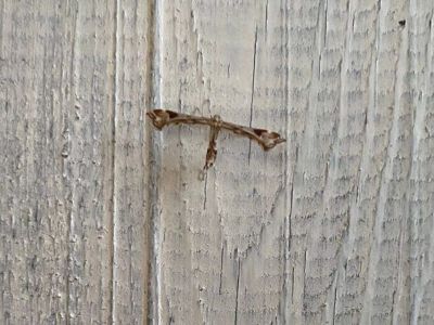 Рой необычных насекомых взбудоражил жителей Горного района Якутии