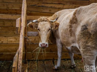 В Якутии зимовка скота и лошадей проходит стабильно