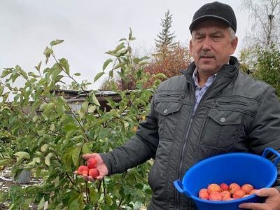 «Солидный урожай получился». Житель Покровска Игорь Иванов рассказал, как выращивал яблоки в Якутии