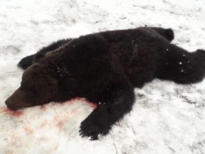 Охотники убили медведя, нагнавшего страх на Вилюйский район