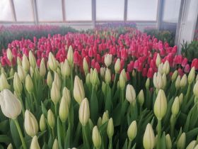 Семья из Мегино-Кангаласского района вырастила 20 тысяч тюльпанов к 8 Марта